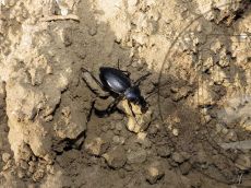 Карабус-венгерский_4